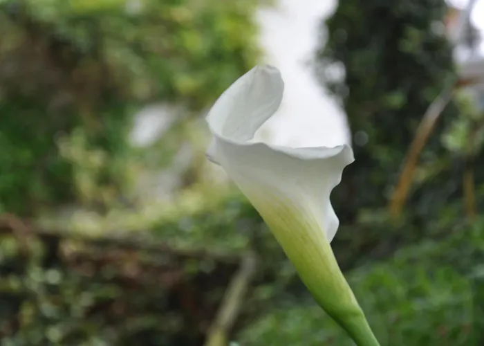 Quinta Da Pêra Rocha 3* Alcobaça