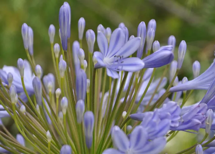 Quinta Da Pêra Rocha Alojamento de Acomodação e Pequeno-almoço Alcobaça