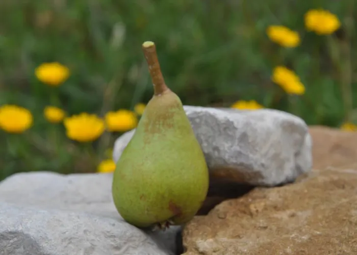 Alojamento de Acomodação e Pequeno-almoço Quinta Da Pêra Rocha Alcobaça