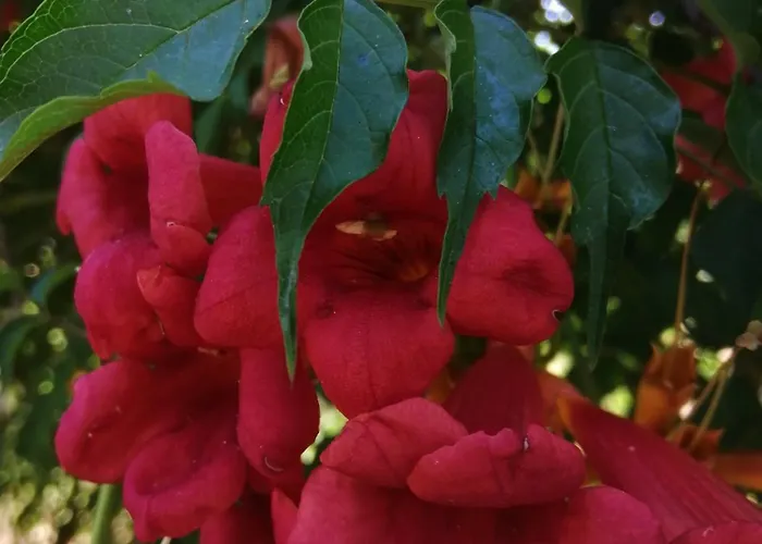 Quinta Da Pêra Rocha Alojamento de Acomodação e Pequeno-almoço Alcobaça