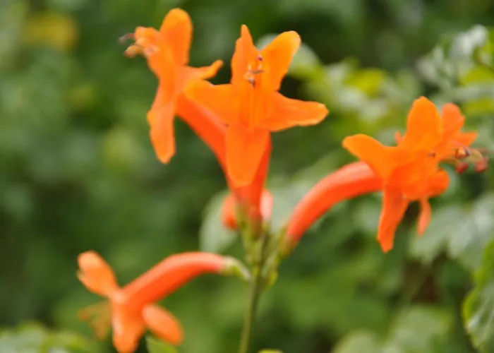 Alojamento de Acomodação e Pequeno-almoço Quinta Da Pêra Rocha