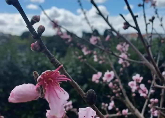 Quinta Da Pêra Rocha Alojamento de Acomodação e Pequeno-almoço