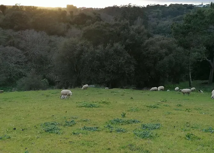 Quinta Da Pêra Rocha Alcobaça