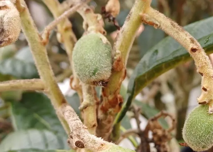 Alojamento de Acomodação e Pequeno-almoço Quinta Da Pêra Rocha