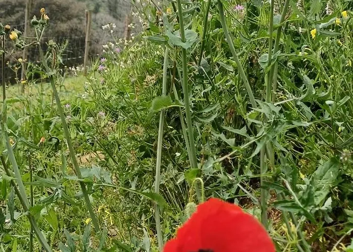 Quinta Da Pêra Rocha 3* Alcobaça