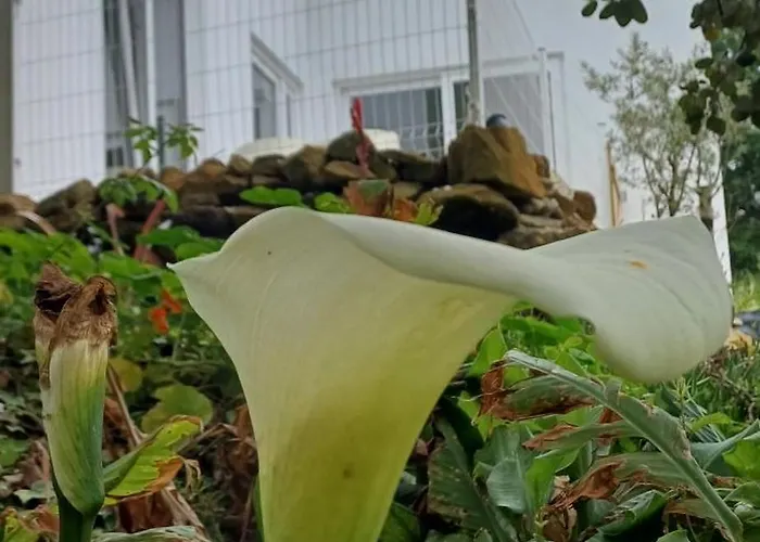 Alojamento de Acomodação e Pequeno-almoço Quinta Da Pêra Rocha