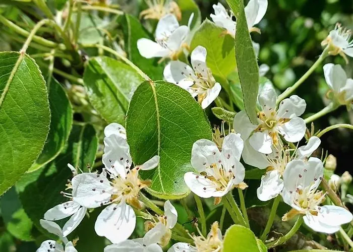 Quinta Da Pêra Rocha