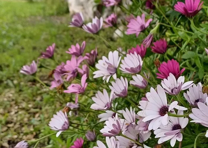 Quinta Da Pêra Rocha Alcobaça